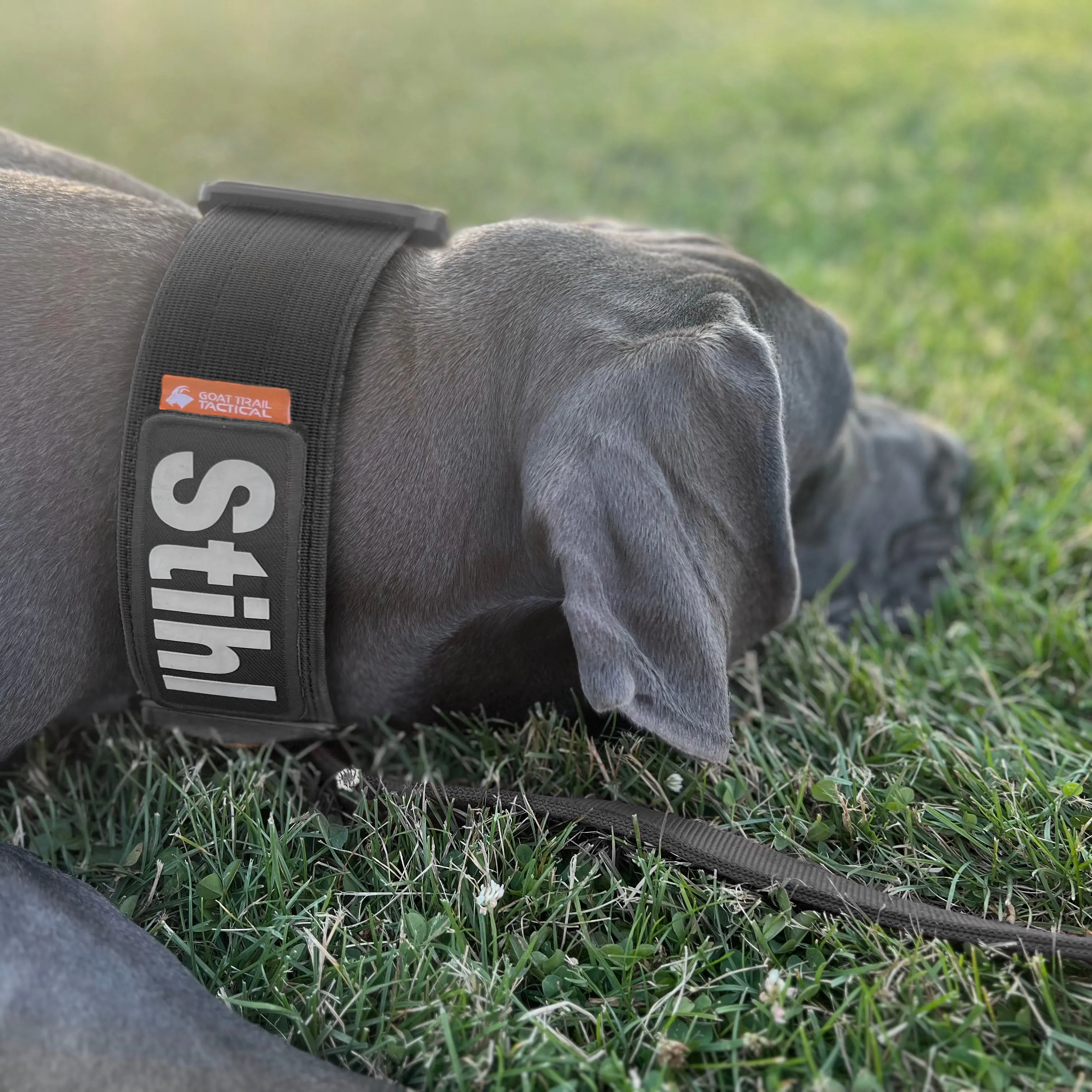 3 inch GTT Direbeast Tactical dog collar | Large- XX-Large Breeds