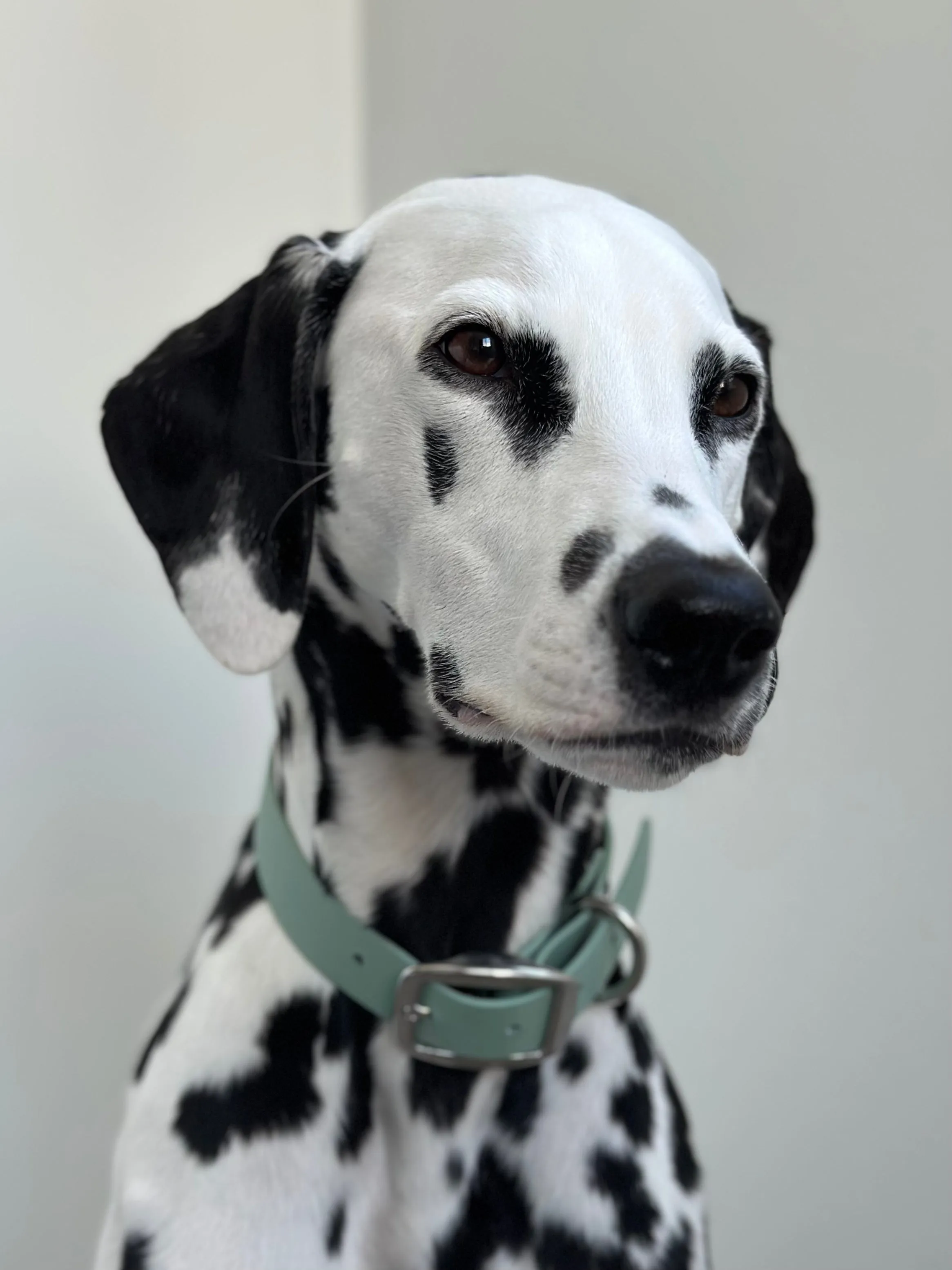 Walk By Good Boy - Biothane Collar - Sage