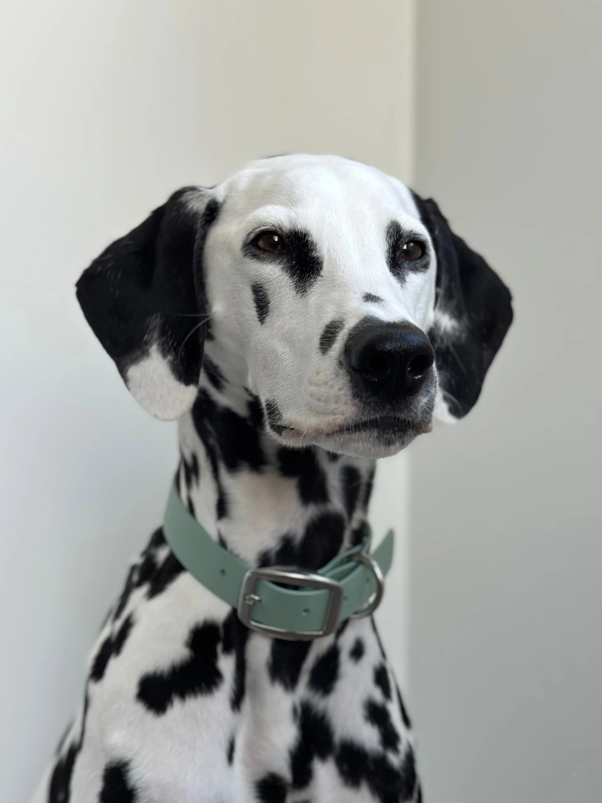 Walk By Good Boy - Biothane Collar - Sage