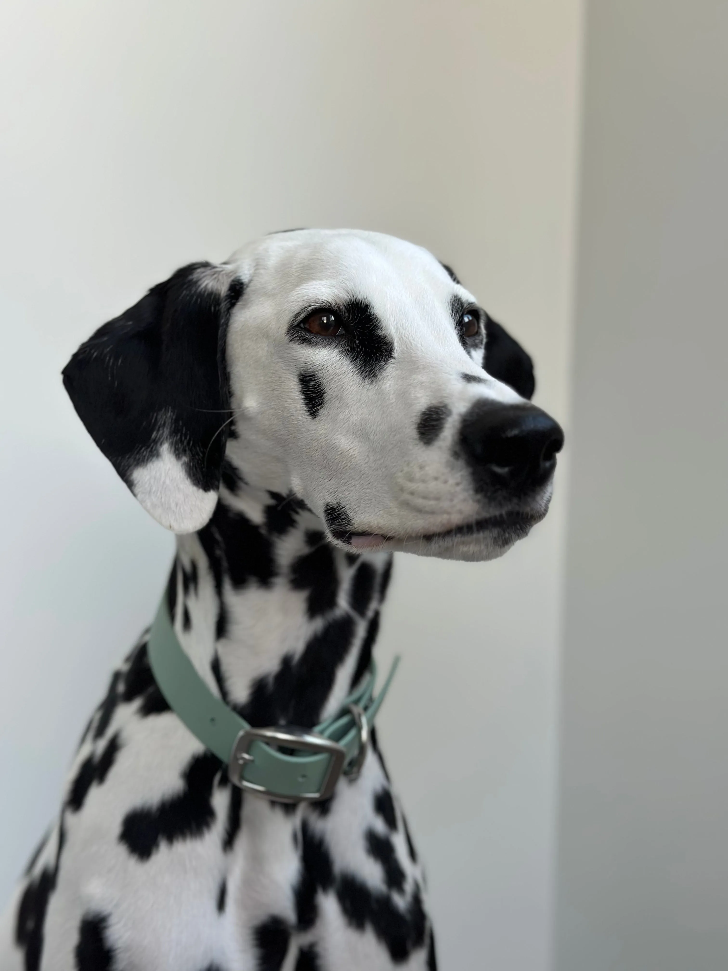 Walk By Good Boy - Biothane Collar - Sage